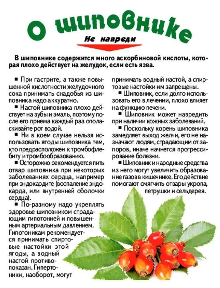Можно ли давать шиповник детям. Полезные свойства щиповник. шиповник полезные свойства. полезное растение шиповник. чем полезен шиповник.