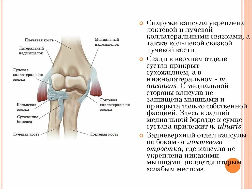 Связки локтя. Медиальный надмыщелок плечевой кости.