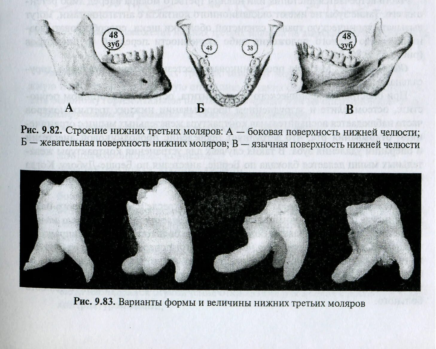 3 5 8 зуб. Анатомия зуба моляра нижней челюсти. Анатомия премоляров нижней челюсти. Третий Нижний моляр анатомия. Третьи моляры нижней челюсти.
