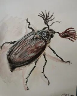 Рисунок майского жука