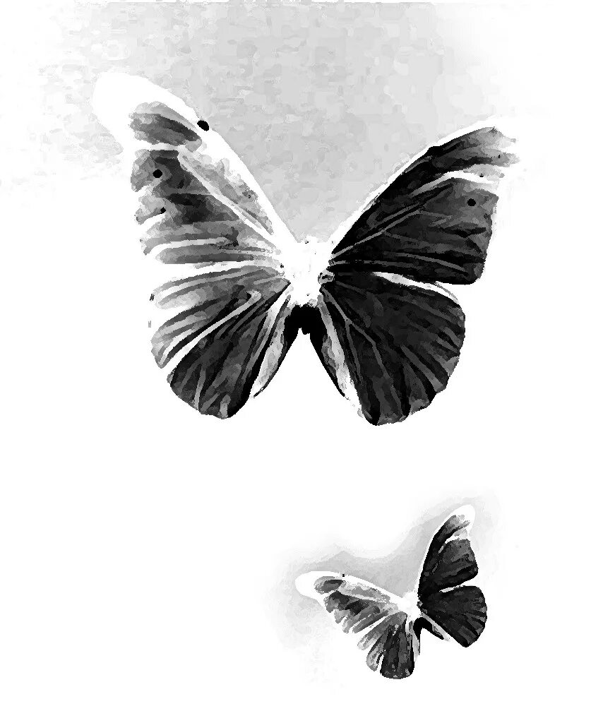 Бабочка черный глянец. Огромная черная бабочка. Черные бабочки 2011. Бабочка с узкими черными крыльями. Чёрная бабочка уши.