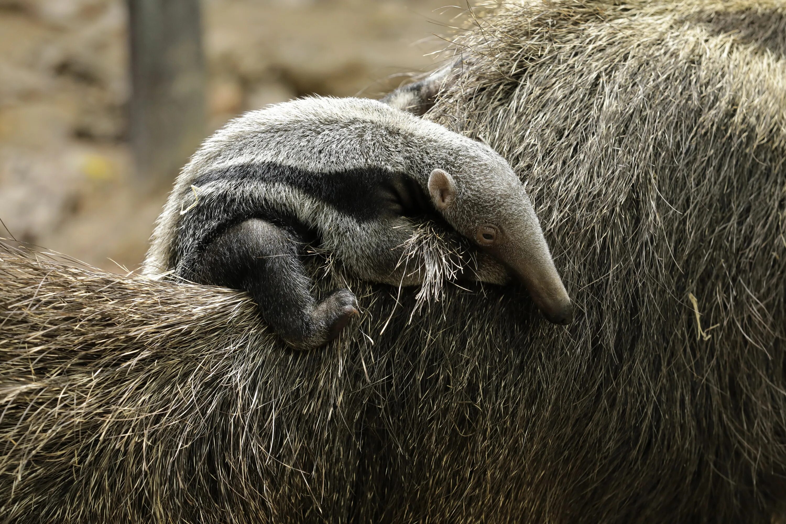 Муравьед картинки. Гигантский муравьед Южной Америки. Anteater муравьед. Детеныш муравьеда. Трубкозуб и муравьед.