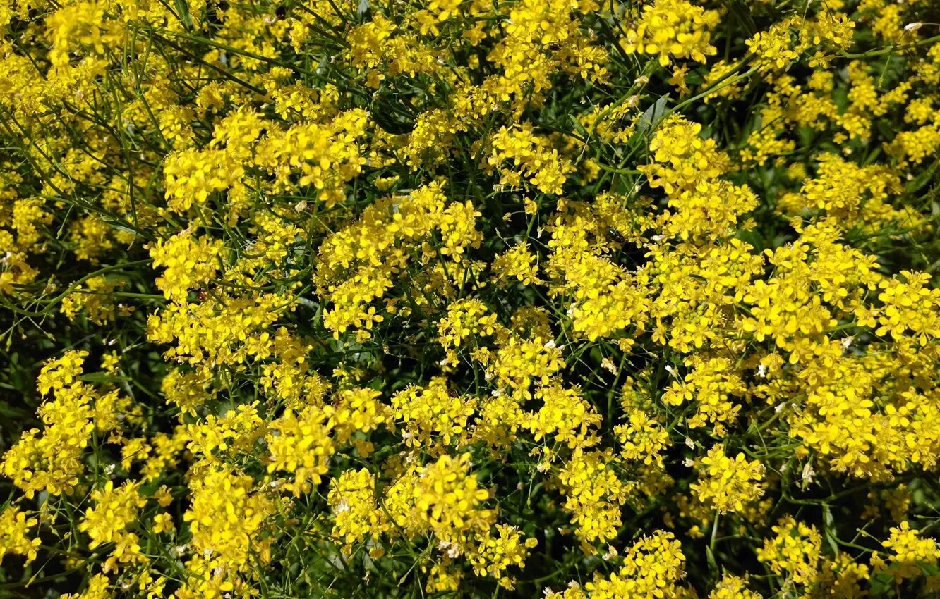 Free Images : nature, sunlight, flower, spring, produce, colorful, garden, flora