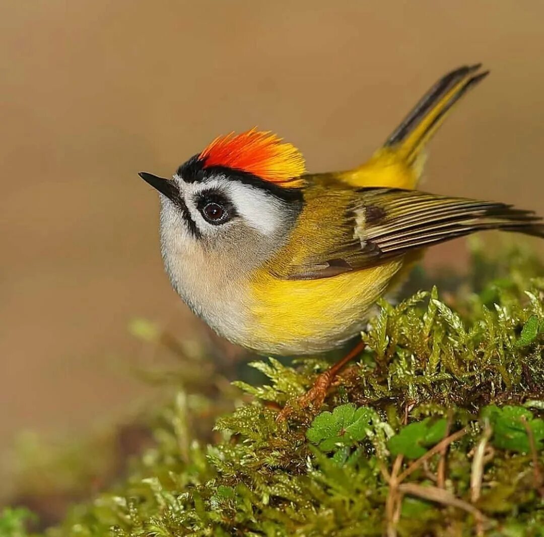 Байкальский заповедник желтоголовый королек. Птица королек. Желтоголовый королек птичка. Зарянка королек желтоголовый. Золотоголовый королек.