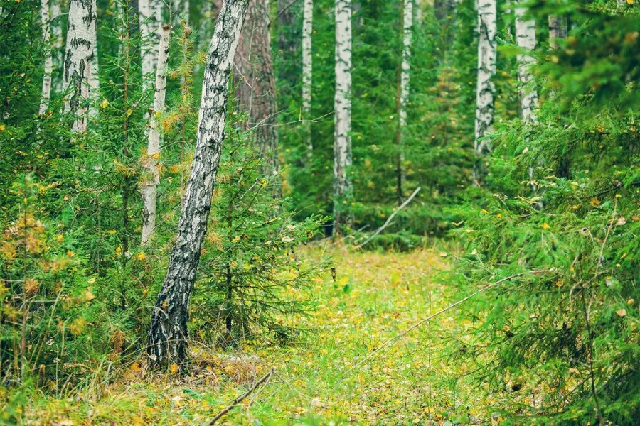 Разнообразие природы лесов