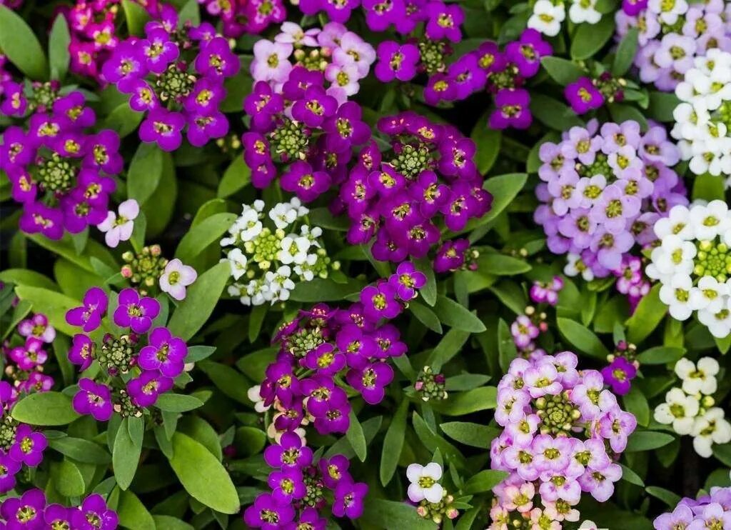 Как ухаживать за алиссумом