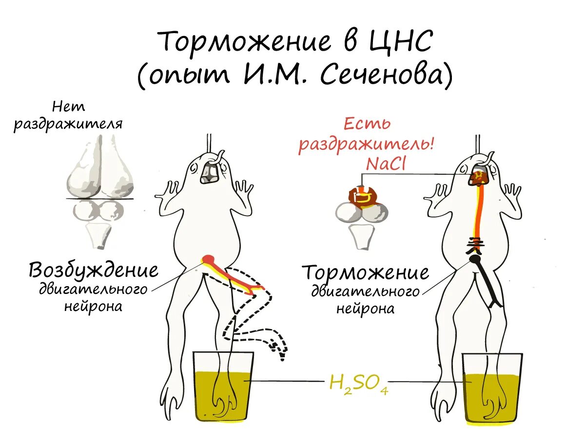 Опыт Сеченова с лягушкой. Торможение рефлексов опыт и.м Сеченова. Сеченов эксперимент с лягушкой. «Центральное торможение (опыт и.м. Сеченова).