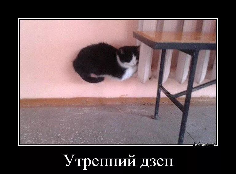 Юмор жизни дзен. Дзен юмор видео. Буддист прикол. Шутки про просветление. Дзен приколы.