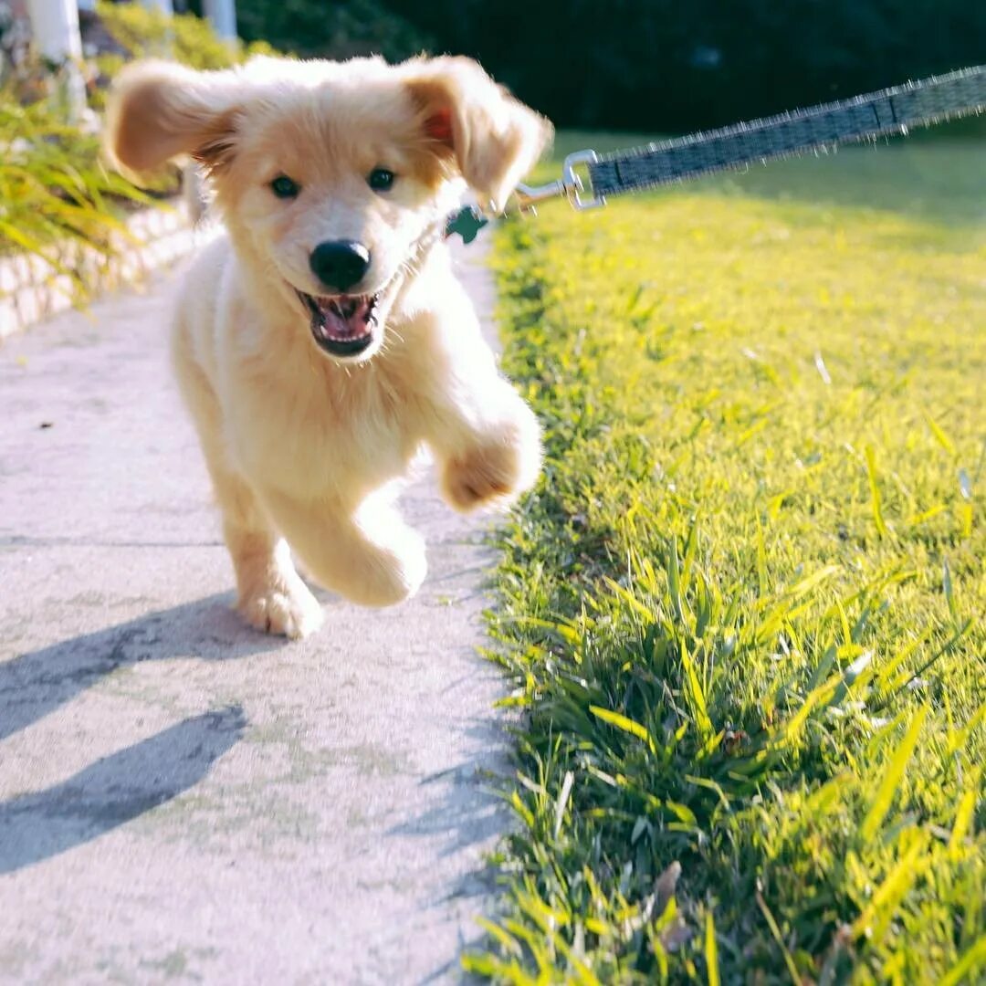 Счастливая собака. Собака радуется снегу. Радостные животные. Веселый щенок. Бордер колли рыжий щенок.