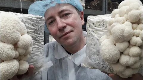 Выращивание ежевика гребенчатого