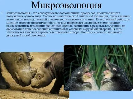 Каковы основные механизмы способствующие микроэволюции