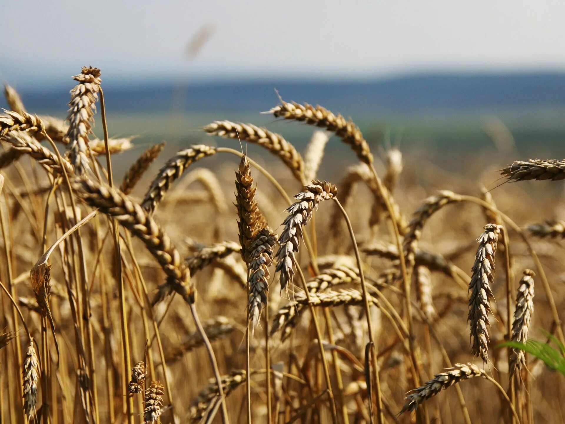 Пшеница. Зерновые культуры. Урожай пшеницы. Урожай зерновых.
