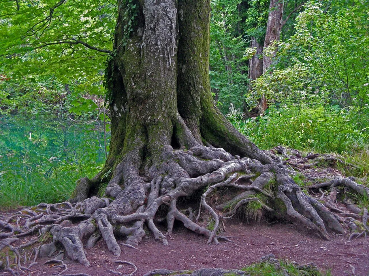 Дерево рансвива. Дерево корни ствол крона. Эльмак дерево. Корка дерева.