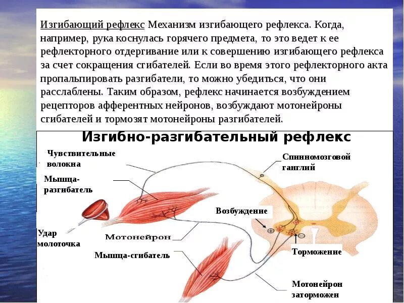 Рефлекс отдергивания руки от горячего. Рефлекторная дуга отдергивания руки от горячего предмета. Схема рефлекторной дуги отдергивания руки. Начертите схему рефлекторной дуги отдергивания руки от горячего. Схема рефлекторной дуги отдергивания руки от горячего предмета.