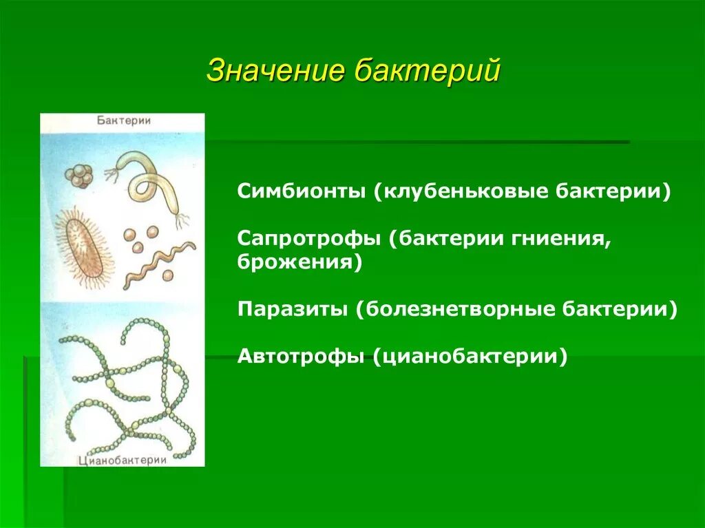 4 значения бактерий. Представители паразитов бактерии. Клубеньковые бактерии симбионты. Бактерии паразиты и симбионты. Клубеньковые бактерии это паразиты.