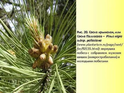 Сосновые описание