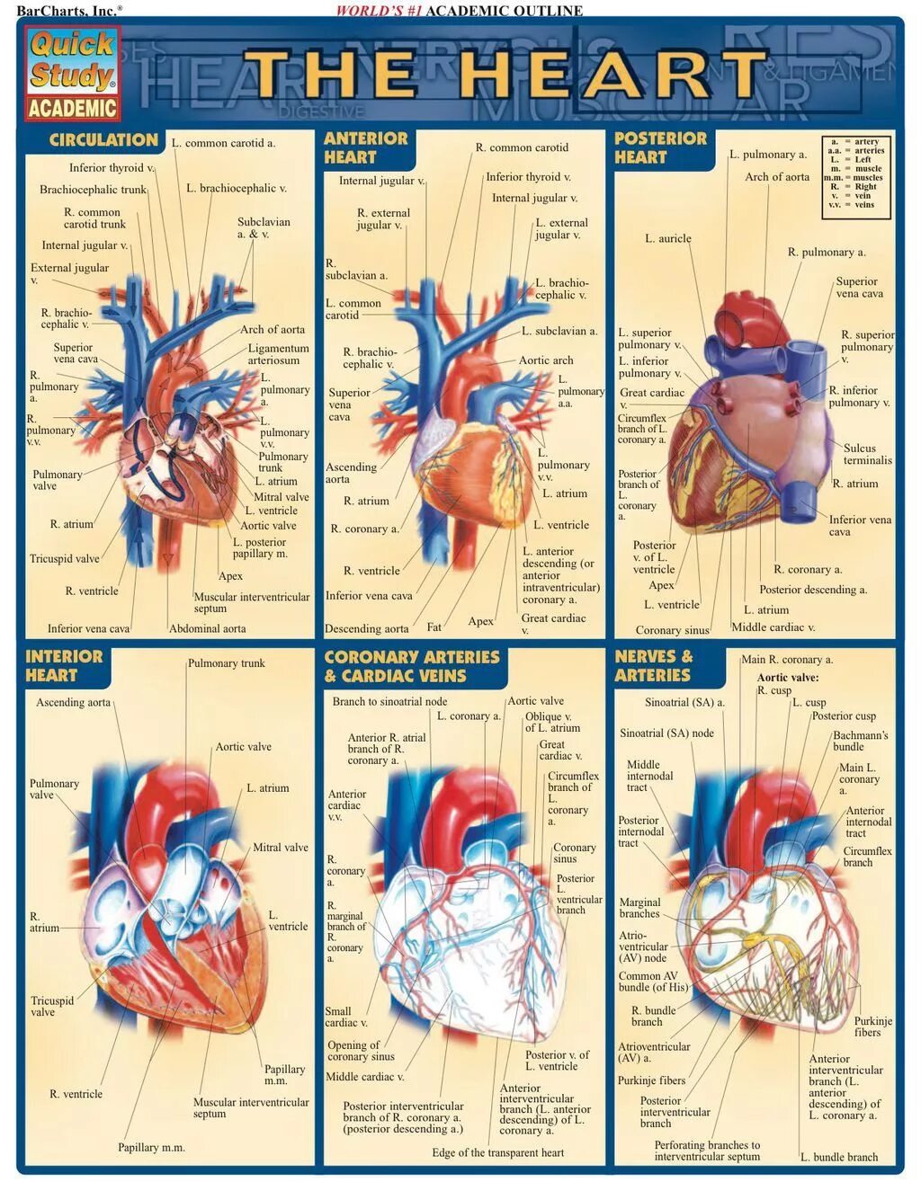 Complete the heart. Сердце из кусочков. Body bits the heart ответы. Complete the heart. Physiology testing.