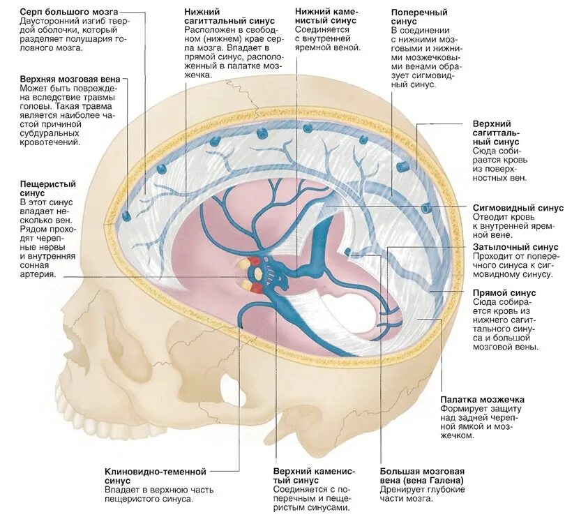 Верхние вены мозга. Верхний Сагиттальный синус твердой мозговой оболочки. Синусы твердой оболочки головного мозга анатомия. Пещеристый синус твердой мозговой оболочки. Затылочный синус твердой мозговой оболочки.