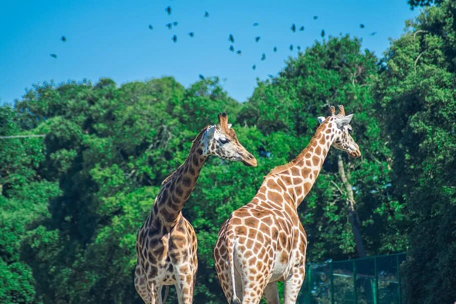 Включи дикий парк. Fota Wildlife Park. Парк дикой природы 2 игра. Fota rabochi so.