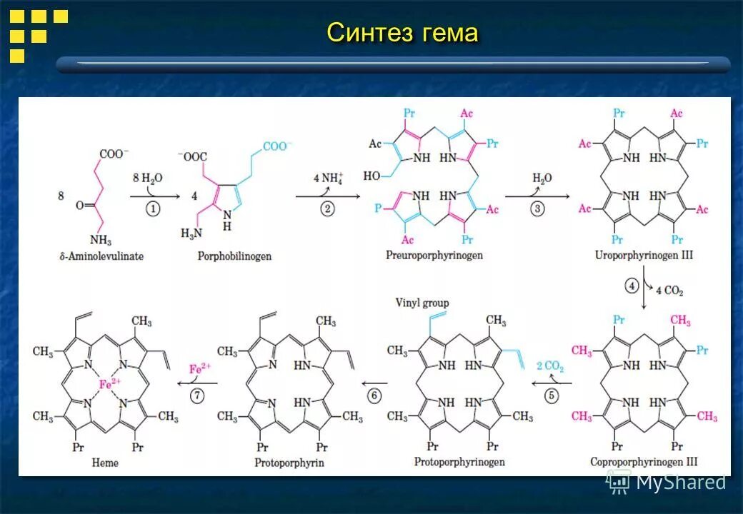 Синтез гему. Синтез гема биохимия реакции. Синтез гема формулы. Синтез гема и гемоглобина. Синтез гемоглобина биохимия схема.