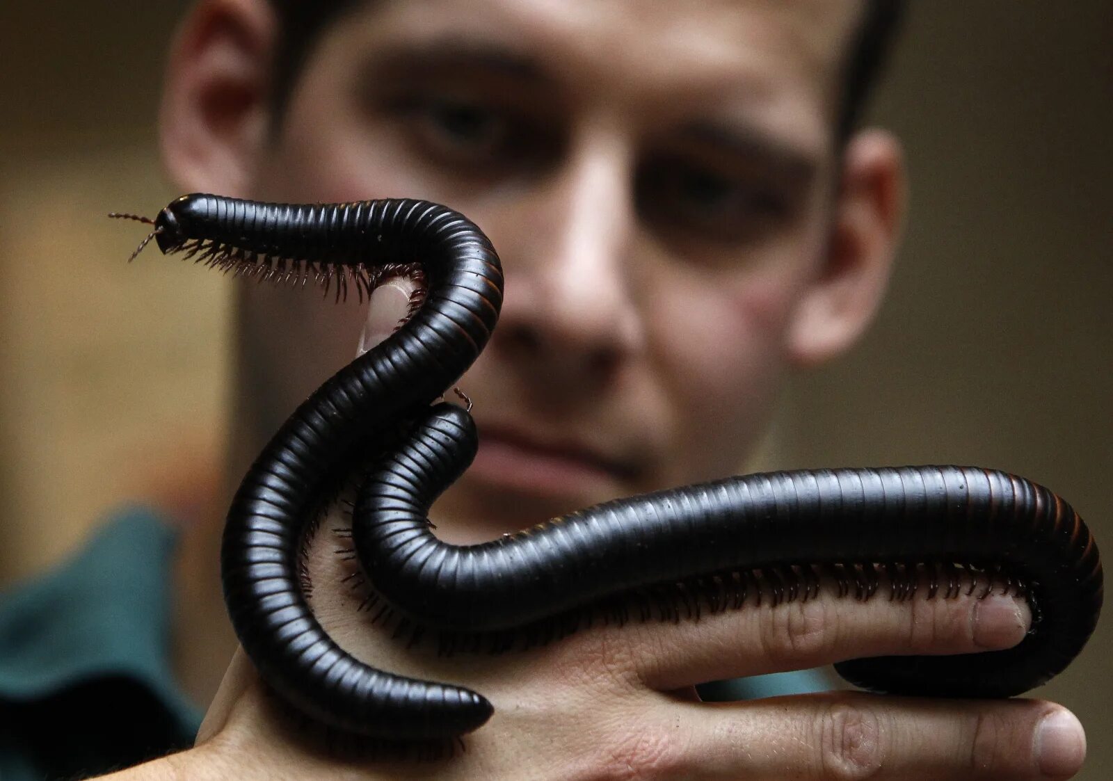 черные червяки фото