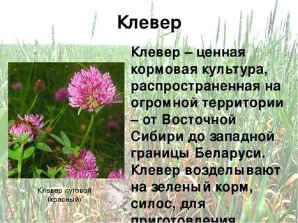Опиши луговое растение
