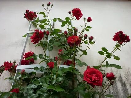 Классические алые розы цвели в палисадниках