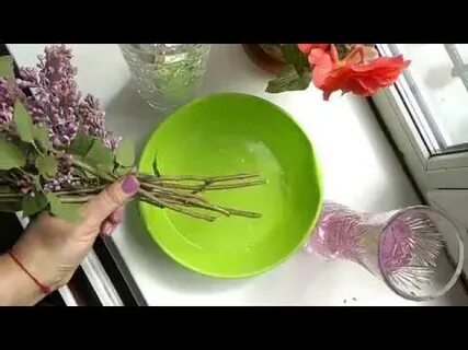 Как сделать чтоб сирень долго стояла