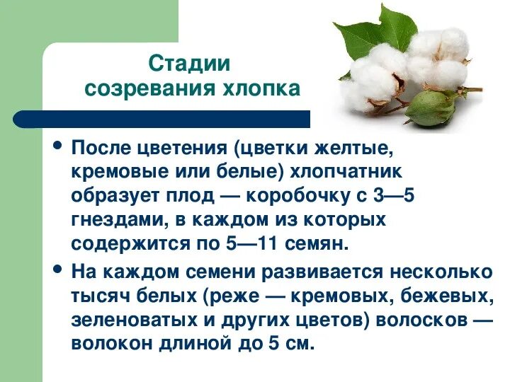 Натуральные волокна растительного происхождения 5 класс технология. Натуральные растительные волокна технология 5 класс. Натуральные волокна растительного происхождения лен. Натуральные волокна растительного происхождения лен 5 класс. Хлопок доклад