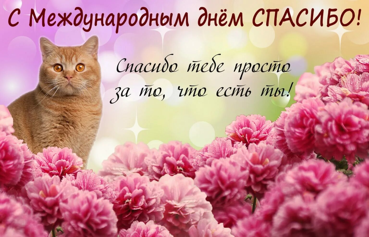 Поздравления с днем спасибо в картинках. День спасибо. международный день спасибо поздравления. международный день спасибо открытки. международный день спасибо 11 января.