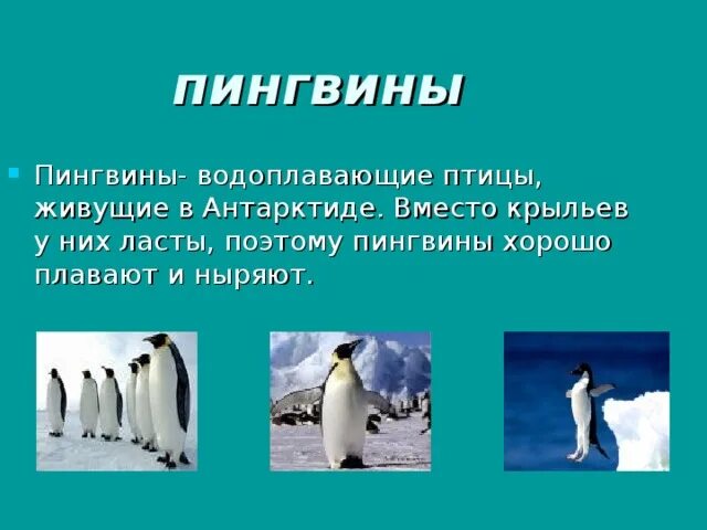 Где живут пингвины материк. Где живёт Пингвин на каком материке. Где живёт Пингвин?. Водоплавающие Пингвин. На каком материке живут пингвины.