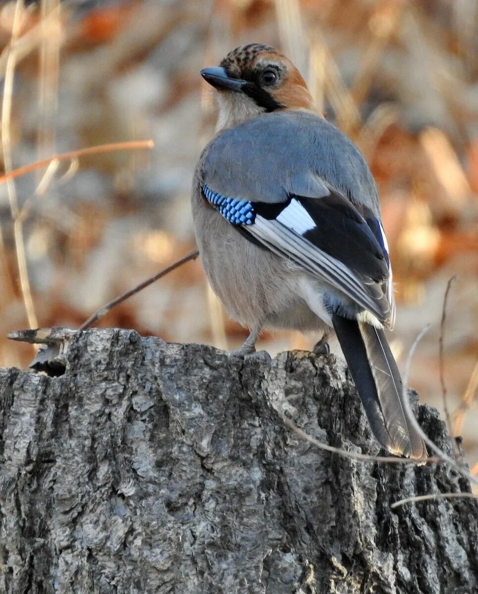 Серая птица с полосками. Сойка garrulus glandarius. Сойка хохлатая. Сойка Подмосковная. Сойка обыкновенная.