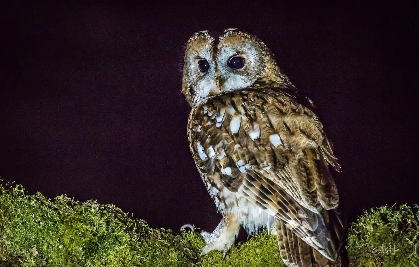 Полярная ушастая Сова. Ночная Сова.(Night Owl).1993. Филин Bubo Bubo Linnaeus, 1758. Ушастая сипуха.