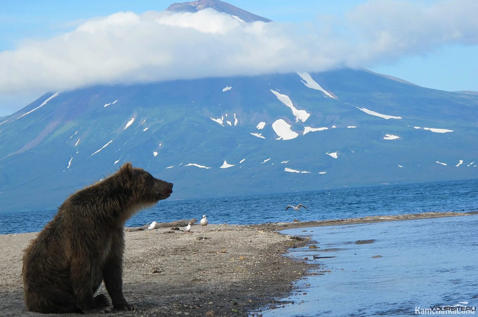 Бурый медведь камчатки. Мишка камчатка. Бурый медведь дальнего востока. Курильское озеро. Вулкан камчатский авачинский и медведи.