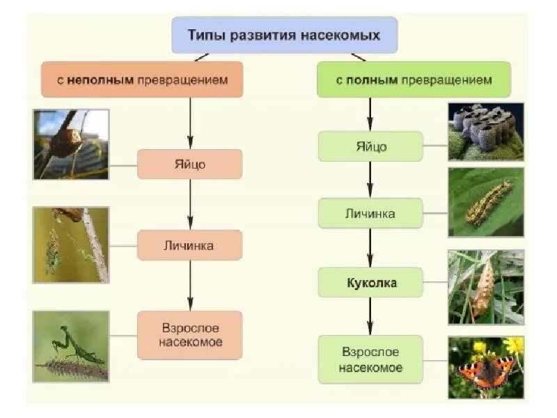 Полное превращение насекомых таблица. Схема развития насекомых с неполным превращением. Постэмбриональное развитие прямое Непрямое метаморфоз. Типы развития насекомых прямое и Непрямое таблица. Схема постэмбрионального развития насекомого.