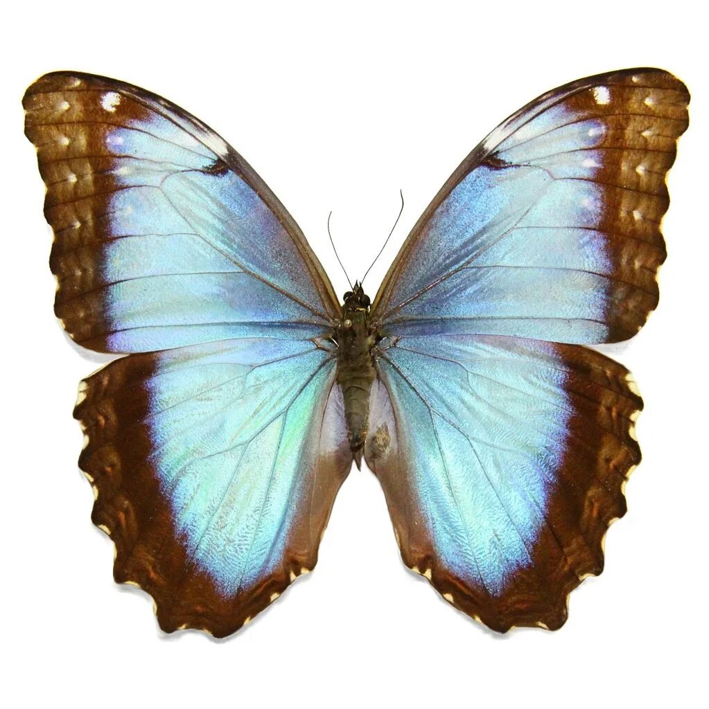 Morpho peleides. Морфо пелеида. Бабочки morpho peleides (морфо пелеида). Бабочка морфо пелеида. Морфо пелеида.