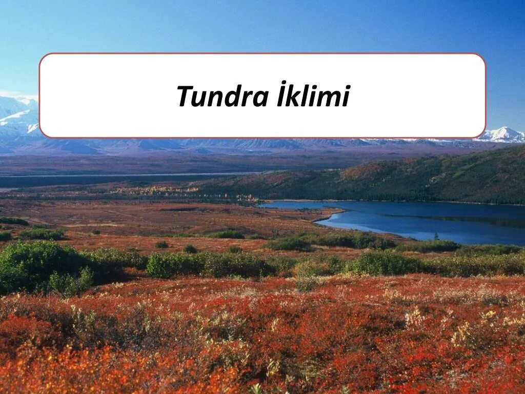 Шрифт тундра. Tundra features. Tundra mintaqasi. Тундра для потенции.