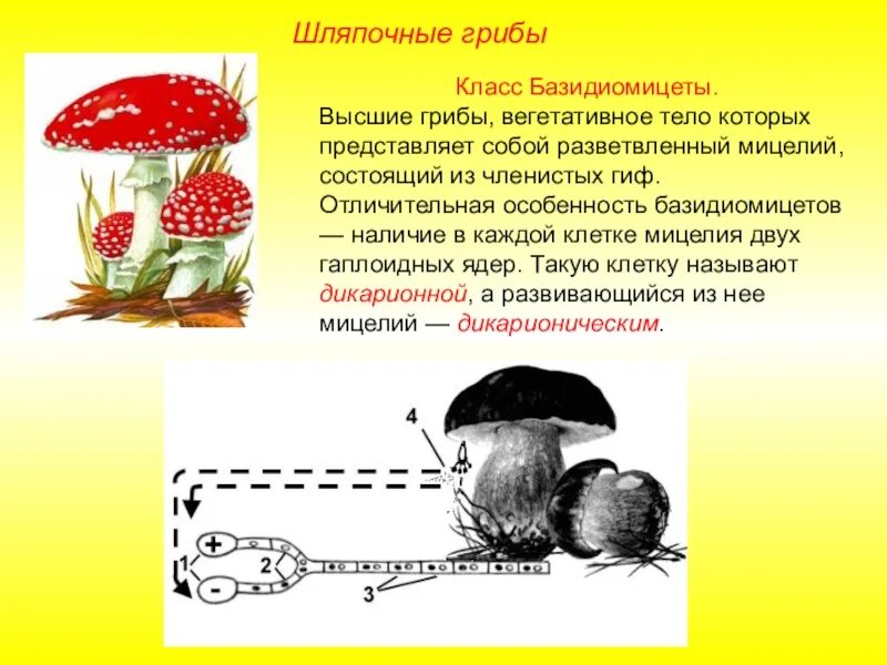 Относится к высшим грибам базидиомицетам является паразитом