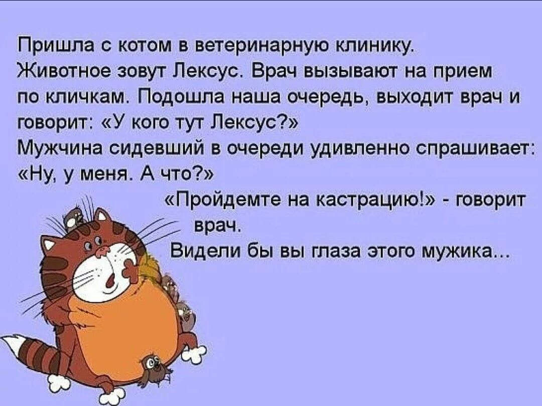 Кот приход. Анекдоты про котов. Анекдот про кота. Анекдоты про кастрацию котов. Анекдот про кастрированного кота.