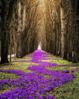Way flowers