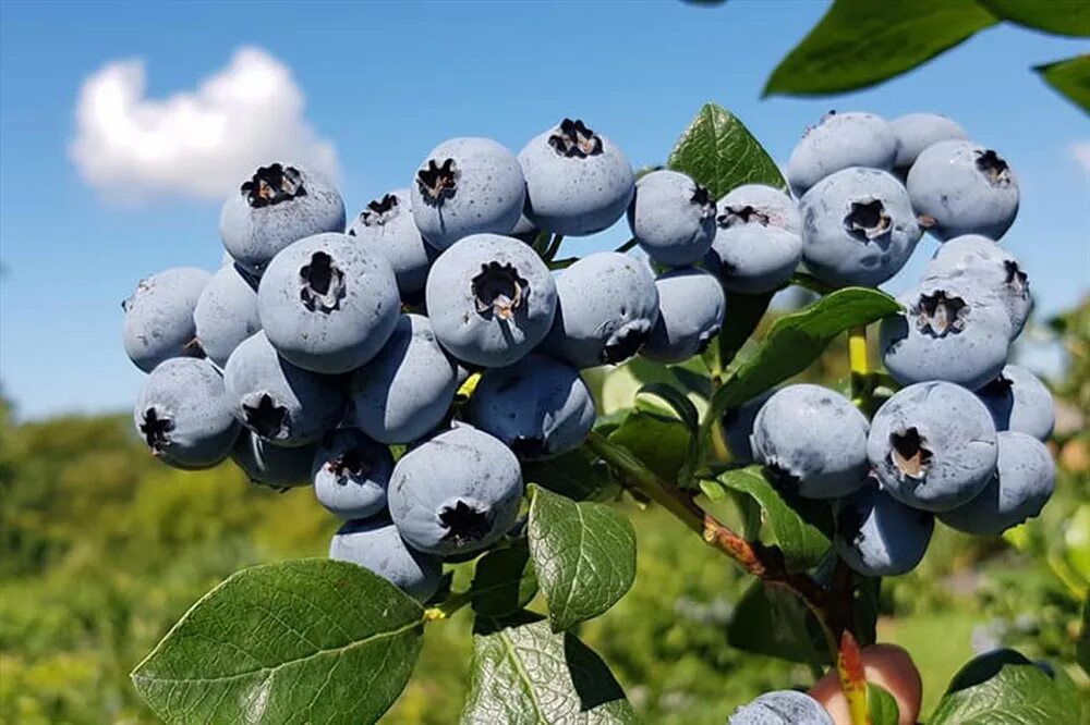 Черника Нельсон купить в питомнике - Эко-Питомник