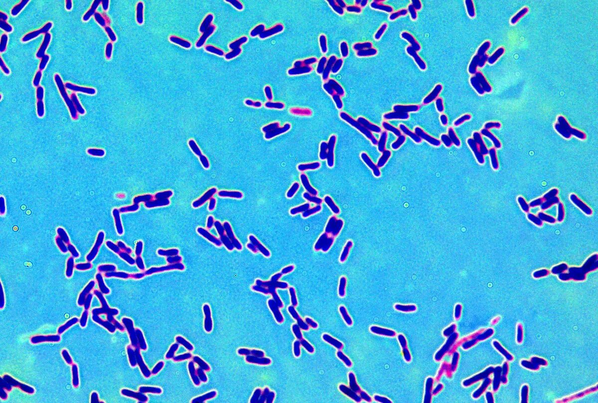 Лактобацилус плантариум. Ацидофильные лактобактерии (lactobacillus acidophilus). Ацидофильные лактобактерии (lactobacillus acidophilus). Болгарская палочка (lactobacterium bulgaricum). Лактобацилус плантариум.