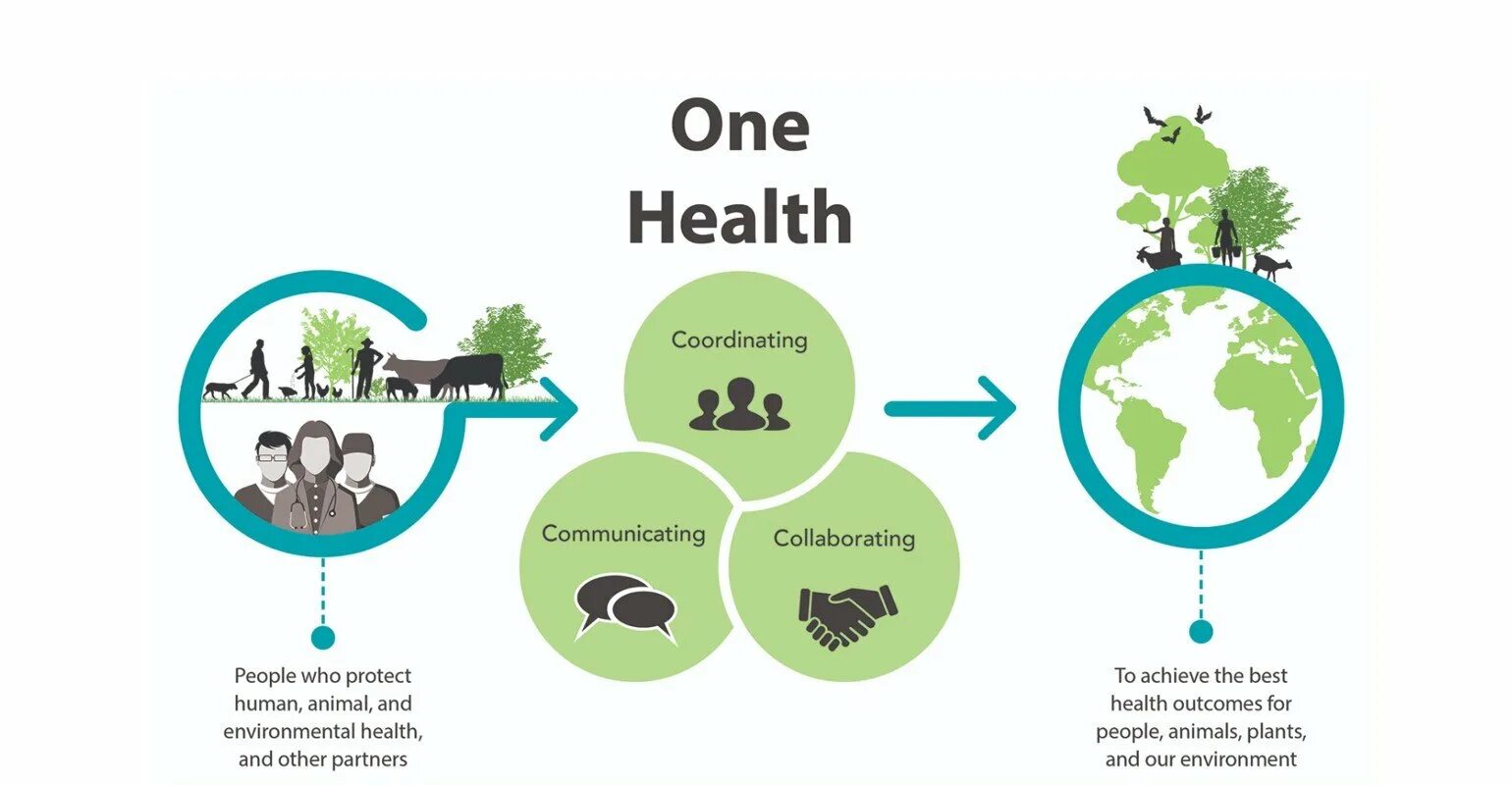 Topic environmental. Humans and the environment. Environment and Human Health. Animal Health информация. Environment ассоциации.