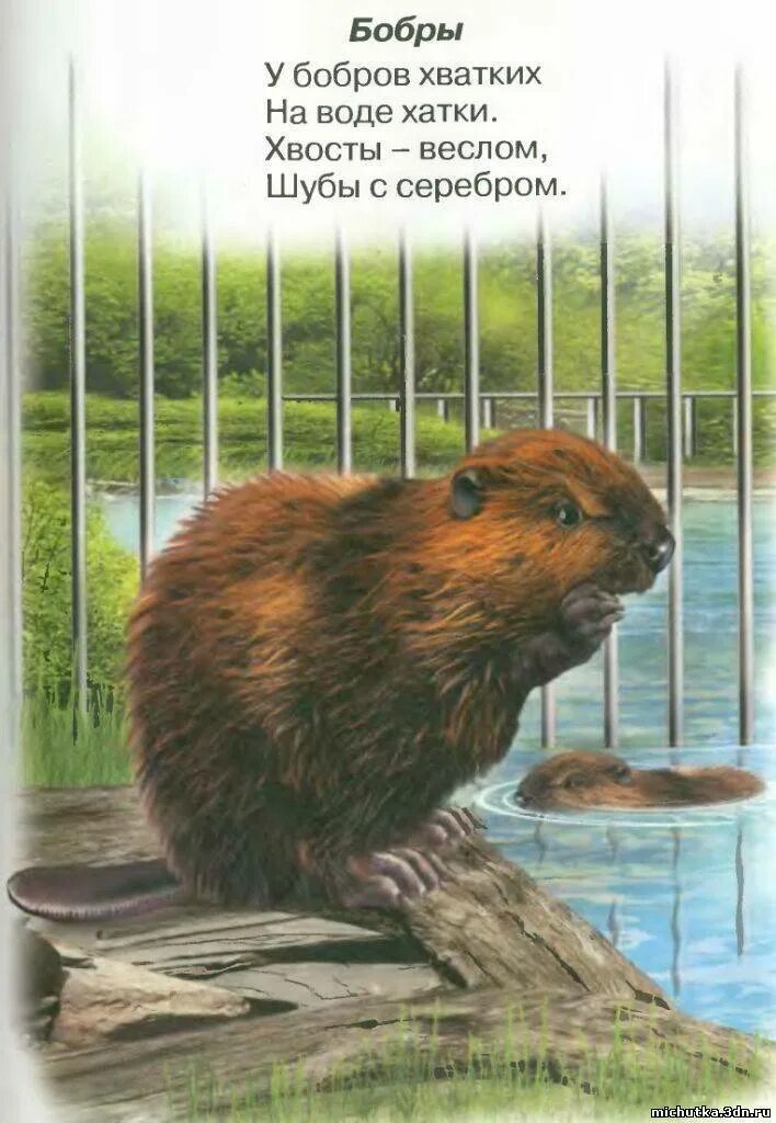 Загадки про бобров. Стихи про бобров. Стихи про бобров. Загадка про бобра для детей. Загадка про бобра.