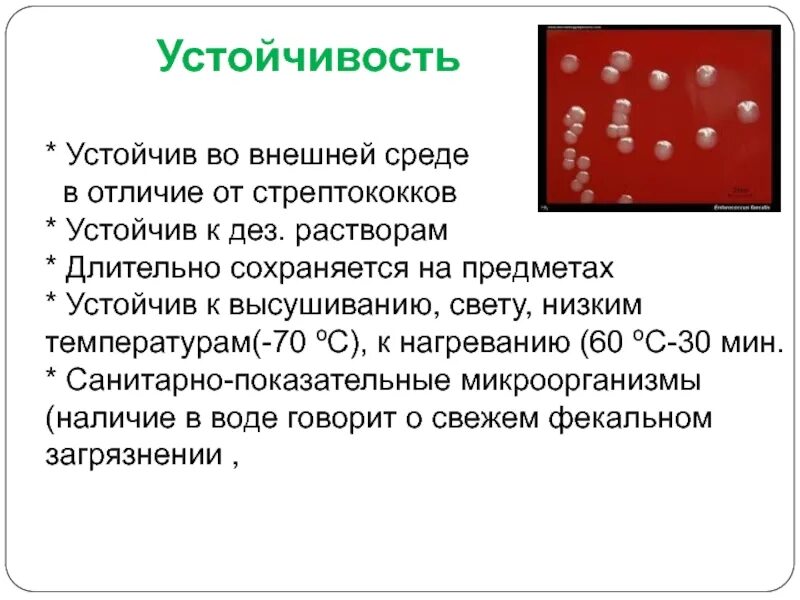 Стрептококк мытный это. Стрептококки устойчивость. энтерококки презентация. стрептококки устойчивы во внешней среде.