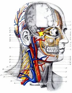 Head neck