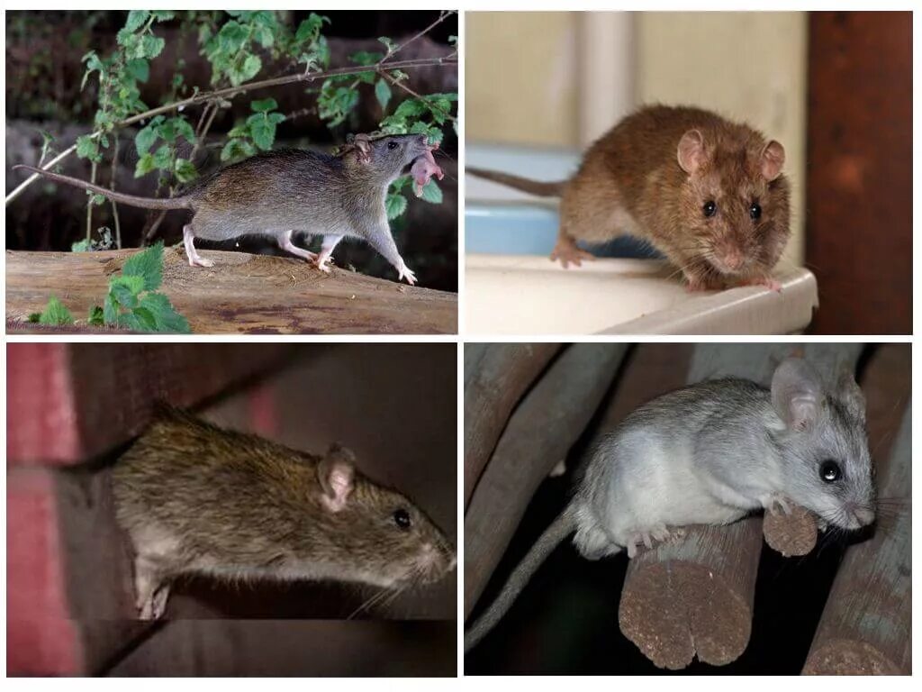 Как отличить мышь