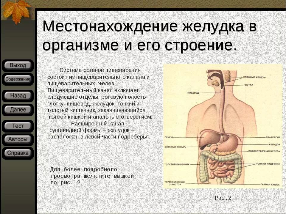 Строение и функции пищеварительного канала. Желудок строение и функции анатомия. Анатомия пищеварительная система строение желудка. Желудок человека анатомия строение и функции человеческого тела.