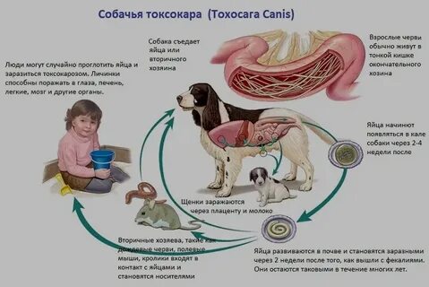 Иммуноглобулин к токсокарам