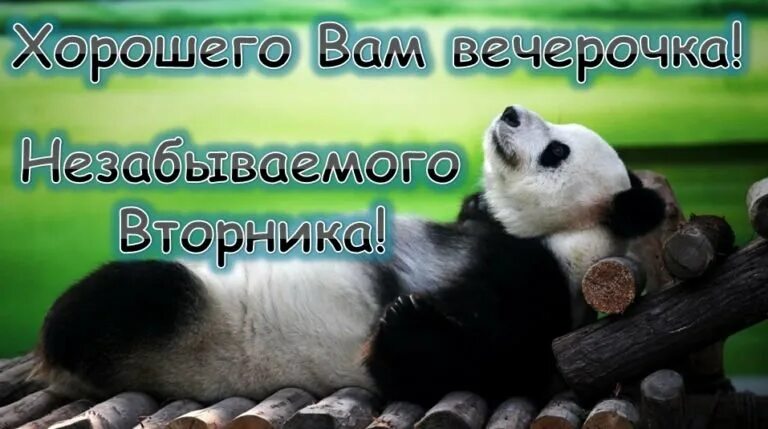 Добрый вечер вторника картинки прикольные Вечер вторника обещает быть очень радостным! С большой улыбкой!... 2024 Открытки